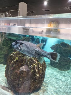 NIFREL（ニフレル）に投稿された画像（2025/7/20）