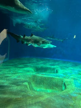 アクアワールド茨城県大洗水族館に投稿された画像（2025/7/20）