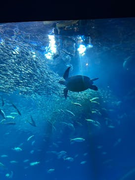 アクアワールド茨城県大洗水族館に投稿された画像（2025/7/20）