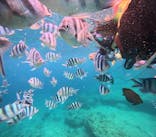 沖縄マリンサービス碧に投稿された画像（2025/7/20）