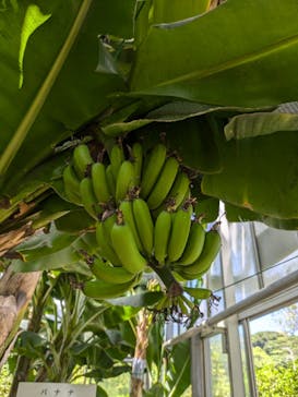 熱川バナナワニ園に投稿された画像（2025/7/20）