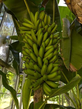 熱川バナナワニ園に投稿された画像（2025/7/20）