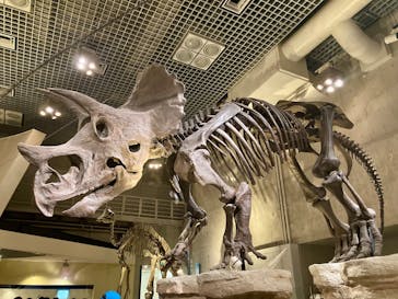 国立科学博物館に投稿された画像（2025/7/20）