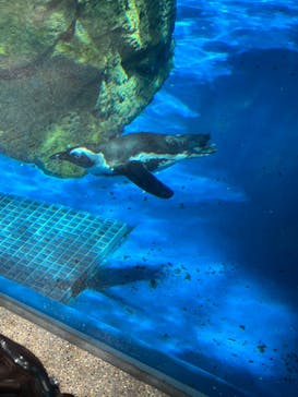 京都水族館に投稿された画像（2025/7/20）