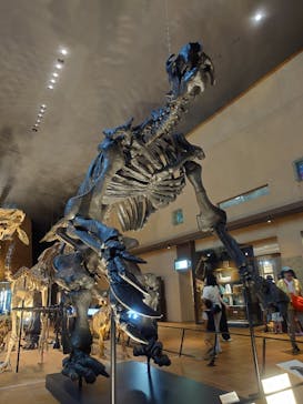 北九州市立自然史・歴史博物館（いのちのたび博物館）に投稿された画像（2025/7/20）