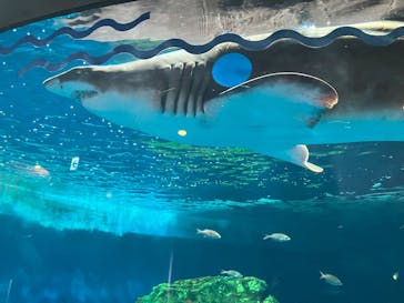 しながわ水族館に投稿された画像（2025/7/20）