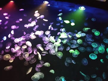 すみだ水族館に投稿された画像（2025/7/20）