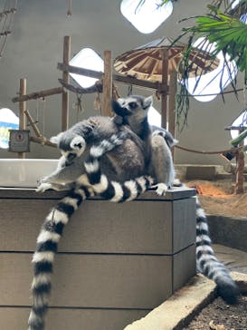 NIFREL（ニフレル）に投稿された画像（2025/7/20）