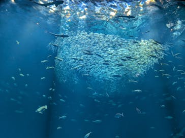 アクアワールド茨城県大洗水族館に投稿された画像（2025/7/20）