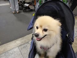 ペット博２０２５なごやに投稿された画像（2025/7/20）