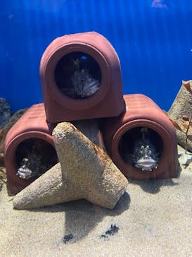 アクアワールド茨城県大洗水族館に投稿された画像（2025/7/20）