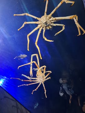 竹島水族館に投稿された画像（2025/7/20）