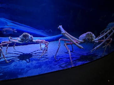 竹島水族館に投稿された画像（2025/7/20）