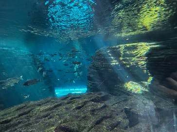 上越市立水族博物館 うみがたりに投稿された画像（2025/7/20）