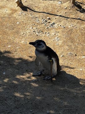 上越市立水族博物館 うみがたりに投稿された画像（2025/7/20）