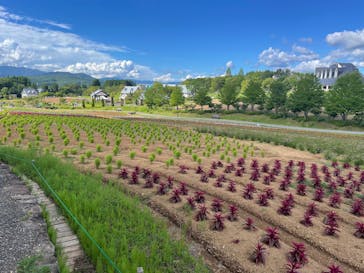 牧歌の里に投稿された画像（2025/7/20）