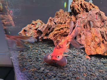 NARA KINGYO MUSEUMに投稿された画像（2025/7/20）