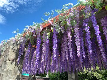 ニジゲンノモリに投稿された画像（2025/7/20）