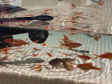 あべのハルカス美術館に投稿された画像（2025/7/20）