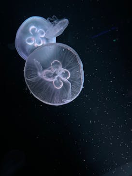 京都水族館に投稿された画像（2025/7/20）