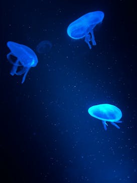 京都水族館に投稿された画像（2025/7/20）