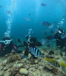 沖縄マリンサービス碧に投稿された画像（2025/7/20）