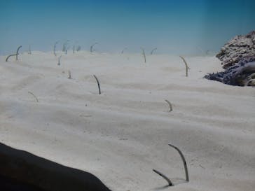 アクアワールド茨城県大洗水族館に投稿された画像（2025/7/20）