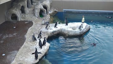 アクアワールド茨城県大洗水族館に投稿された画像（2025/7/20）