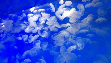 アクアワールド茨城県大洗水族館に投稿された画像（2025/7/20）