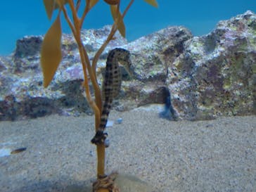 アクアワールド茨城県大洗水族館に投稿された画像（2025/7/20）