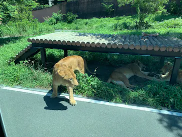多摩動物公園に投稿された画像（2025/7/20）