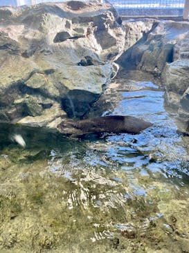 新江ノ島水族館に投稿された画像（2025/7/20）