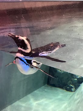 すみだ水族館に投稿された画像（2025/7/20）