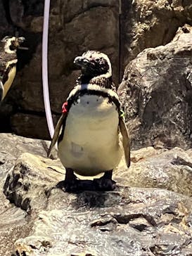 すみだ水族館に投稿された画像（2025/7/20）