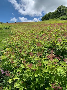 白馬五竜高山植物園に投稿された画像（2025/7/20）
