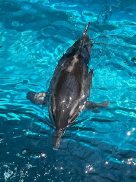 太地町立くじらの博物館に投稿された画像（2025/7/20）