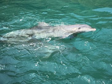 太地町立くじらの博物館に投稿された画像（2025/7/20）