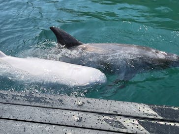 太地町立くじらの博物館に投稿された画像（2025/7/20）