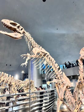 福井県立恐竜博物館に投稿された画像（2025/7/20）