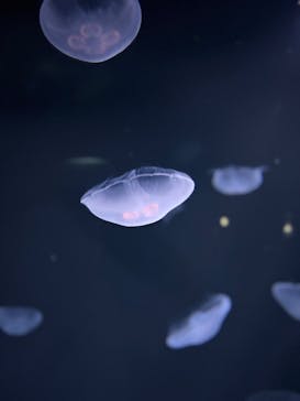 サンシャイン水族館に投稿された画像（2025/7/20）