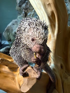 カワスイ 川崎⽔族館に投稿された画像（2025/7/20）