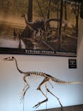 福井県立恐竜博物館に投稿された画像（2025/7/20）