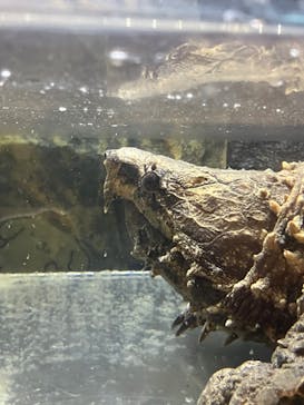 リトルモンスター展～「うゎっ」と「ぅわぁ～」のいきものたち～ @新潟県立自然科学館に投稿された画像（2025/7/20）