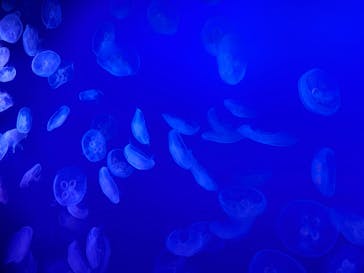 新江ノ島水族館に投稿された画像（2025/7/20）