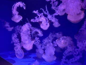 新江ノ島水族館に投稿された画像（2025/7/20）