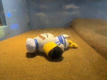 マリンワールド海の中道に投稿された画像（2025/7/20）