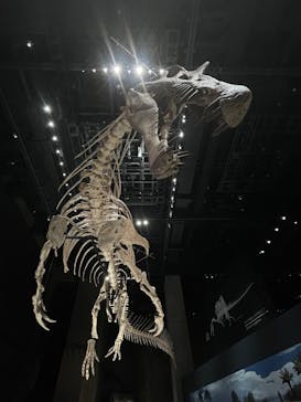 福井県立恐竜博物館に投稿された画像（2025/7/20）