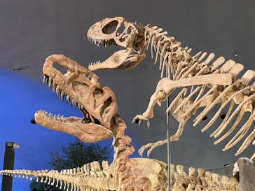 福井県立恐竜博物館に投稿された画像（2025/7/20）