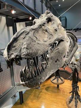 福井県立恐竜博物館に投稿された画像（2025/7/20）