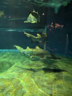 アクアワールド茨城県大洗水族館に投稿された画像（2025/7/20）